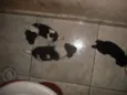 Vários cachorrinhos
