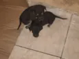 Vários cachorrinhos