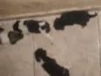 Vários cachorrinhos