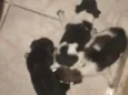 Vários cachorrinhos