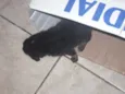 Vários cachorrinhos