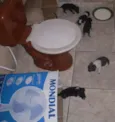 Vários cachorrinhos