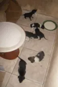 Vários cachorrinhos