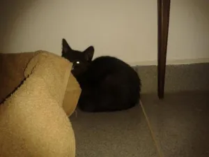 Gato raça srd idade 2 a 6 meses nome Black