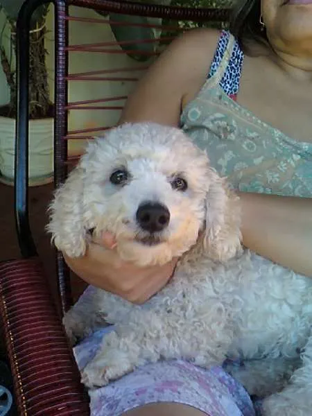 Cachorro ra a Poodle idade nome Procura seu dono