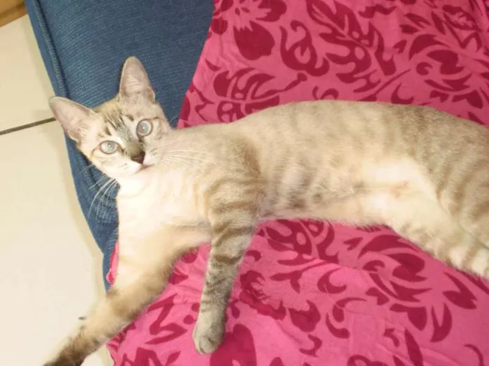 Gato raça MESTIÇA COM SIAMÊS idade 3 anos nome MARIE GRATIFICA