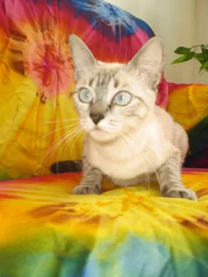 Gato raça MESTIÇA COM SIAMÊS idade 3 anos nome MARIE GRATIFICA