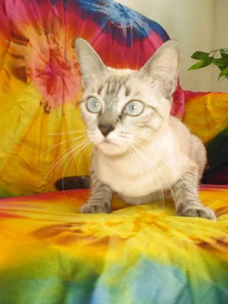 Gato raça MESTIÇA COM SIAMÊS idade 3 anos nome MARIE GRATIFICA