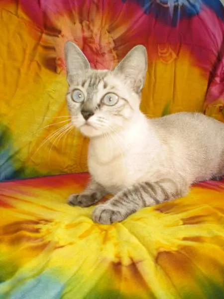 Gato raça MESTIÇA COM SIAMÊS idade 3 anos nome MARIE GRATIFICA