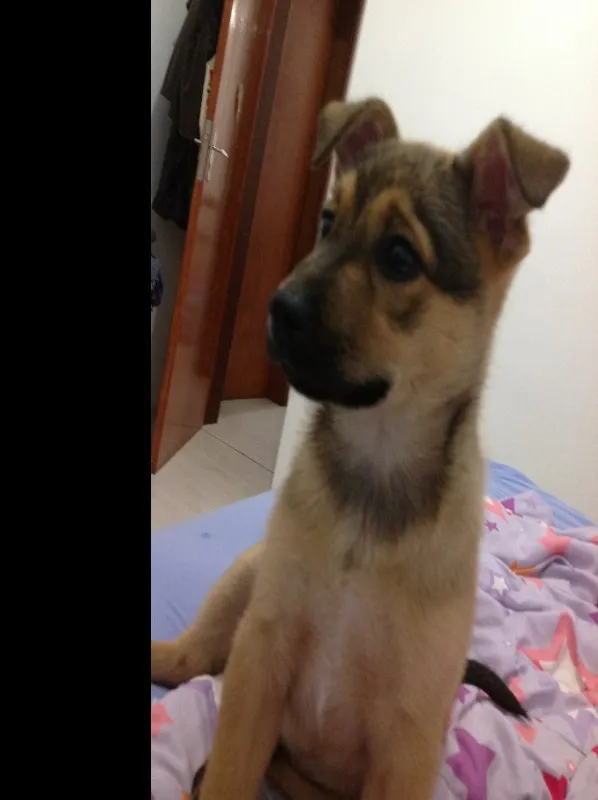 Cachorro ra a Vira Lata idade 2 a 6 meses nome Mike