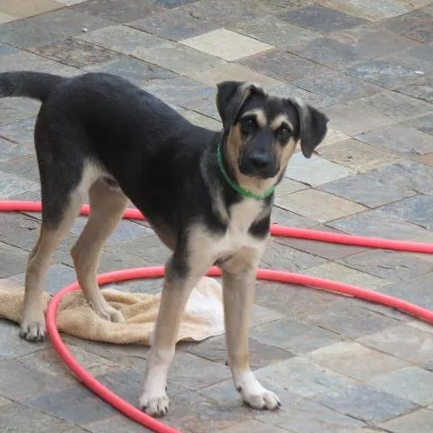 Cachorro ra a SRD idade 7 a 11 meses nome Lobinho