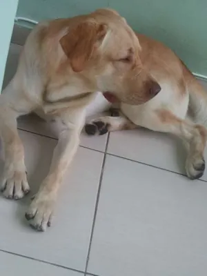 Cachorro raça SRD idade 3 anos nome Sebastião