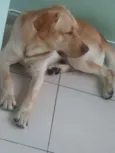 Sebastião