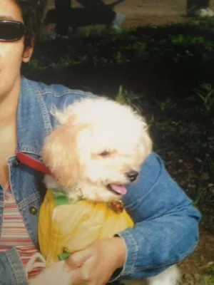 Cachorro raça Poodle idade 6 ou mais anos nome Bolinha