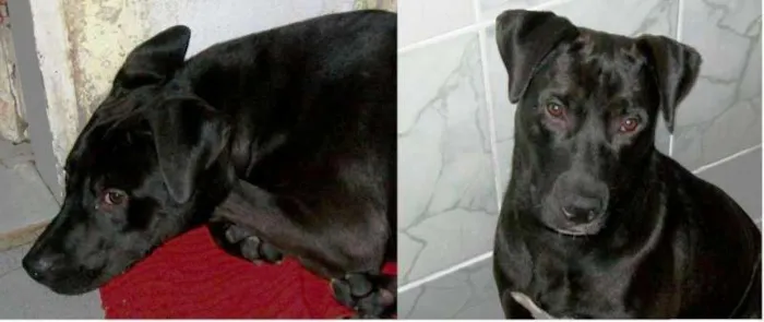Cachorro ra a sem raca definida idade 1 ano nome Preto