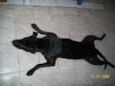 Preto