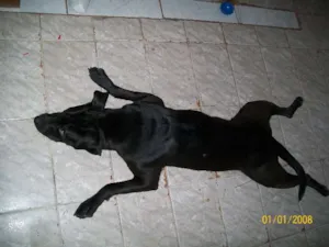 Cachorro raça sem raca definida idade 1 ano nome Preto