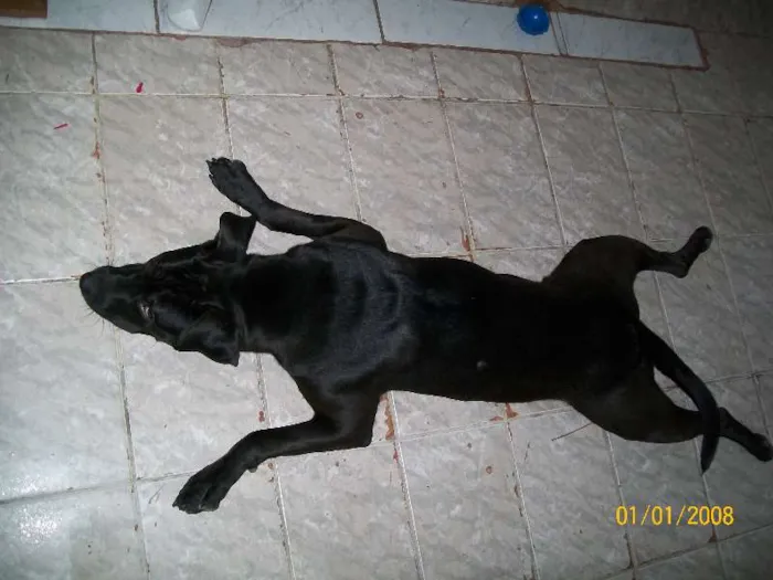 Cachorro ra a sem raca definida idade 1 ano nome Preto