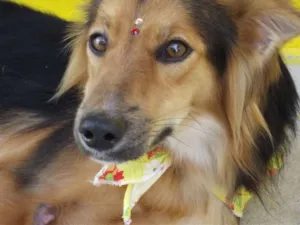 Cachorro raça SRD idade 2 anos nome Lobinha