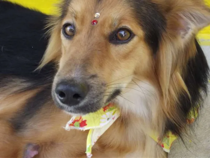 Cachorro ra a SRD idade 2 anos nome Lobinha
