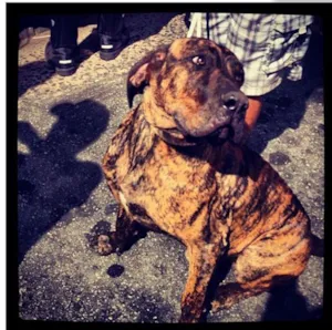 Cachorro raça Fila idade 2 anos nome Leão