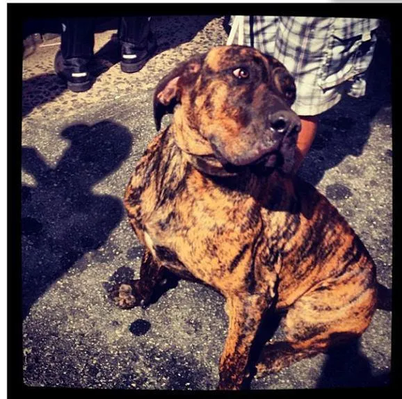 Cachorro ra a Fila idade 2 anos nome Leão