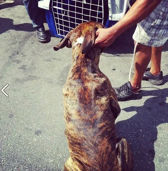 Cachorro ra a Fila idade 2 anos nome Leão