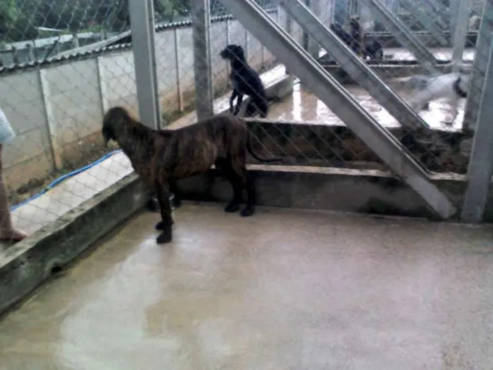 Cachorro ra a Fila idade 2 anos nome Leão