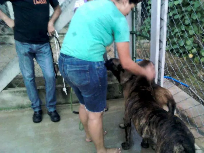 Cachorro ra a Fila idade 2 anos nome Leão