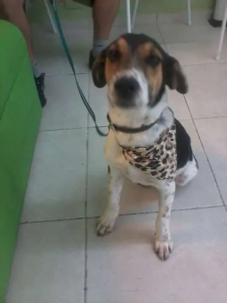 Cachorro ra a SRD idade 2 anos nome Milu