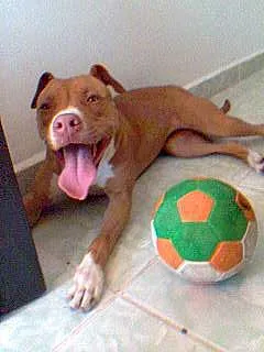 Cachorro ra a Pit-Bull idade 3 anos nome Mel