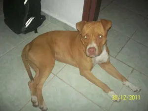 Cachorro raça Pit-Bull idade 3 anos nome Mel