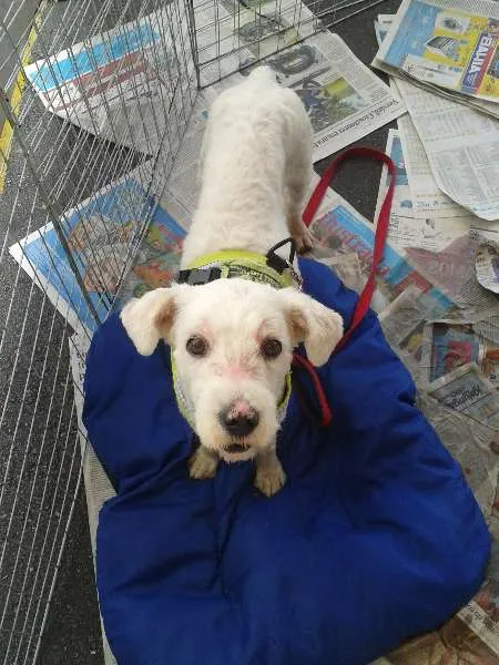 Cachorro ra a Poodle idade 2 anos nome Floquinho