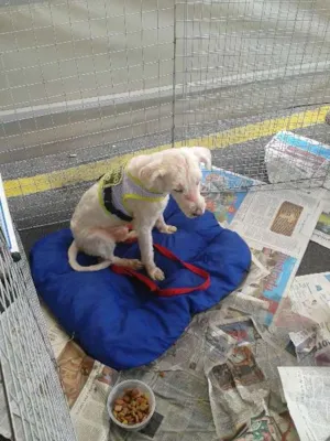 Cachorro raça Poodle idade 2 anos nome Floquinho