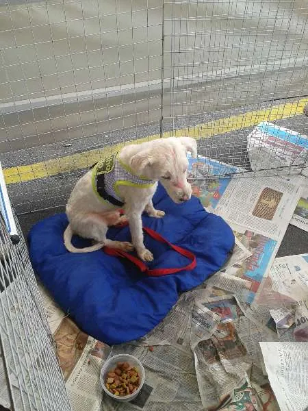 Cachorro ra a Poodle idade 2 anos nome Floquinho