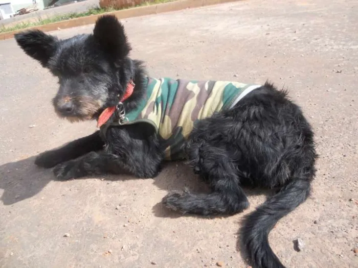 Cachorro ra a vira lata idade 2 anos nome Belinha