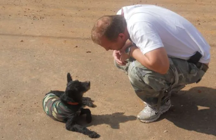 Cachorro ra a vira lata idade 2 anos nome Belinha