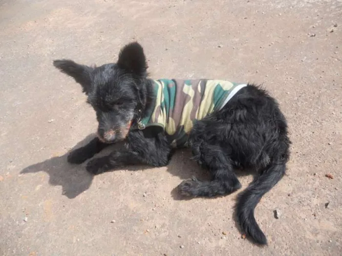 Cachorro ra a vira lata idade 2 anos nome Belinha