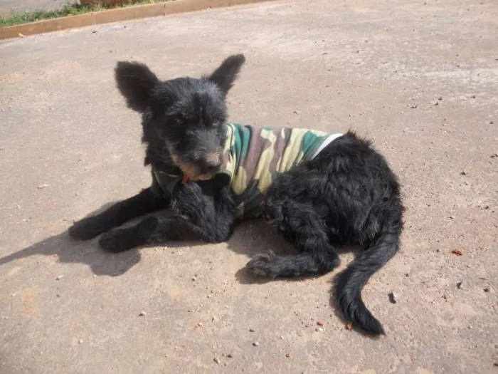 Cachorro ra a vira lata idade 2 anos nome Belinha