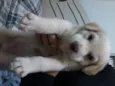 teemo
