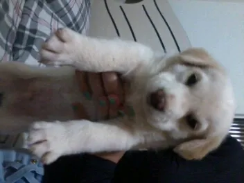 Cachorro ra a mestiço labrador idade 2 a 6 meses nome teemo