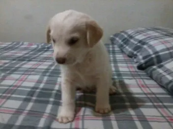 Cachorro ra a mestiço labrador idade 2 a 6 meses nome teemo