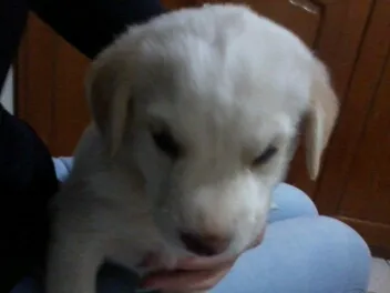 Cachorro ra a mestiço labrador idade 2 a 6 meses nome teemo