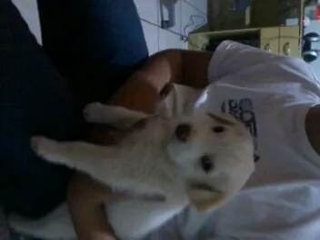 Cachorro ra a mestiço labrador idade 2 a 6 meses nome teemo