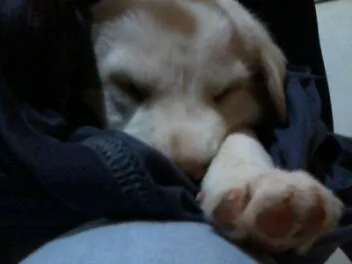Cachorro ra a mestiço labrador idade 2 a 6 meses nome teemo