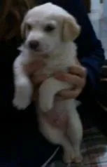 Cachorro ra a mestiço labrador idade 2 a 6 meses nome teemo