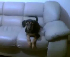Cachorro raça SRD idade 2 a 6 meses nome Godofredo