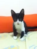Gato ra a PCB idade Abaixo de 2 meses nome Frajola
