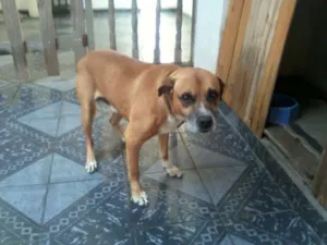 Cachorro raça mestiço boxer idade 6 ou mais anos nome Life