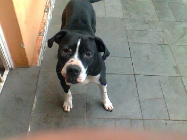 Cachorro raça Pit-Bull com labrador idade 4 anos nome marley